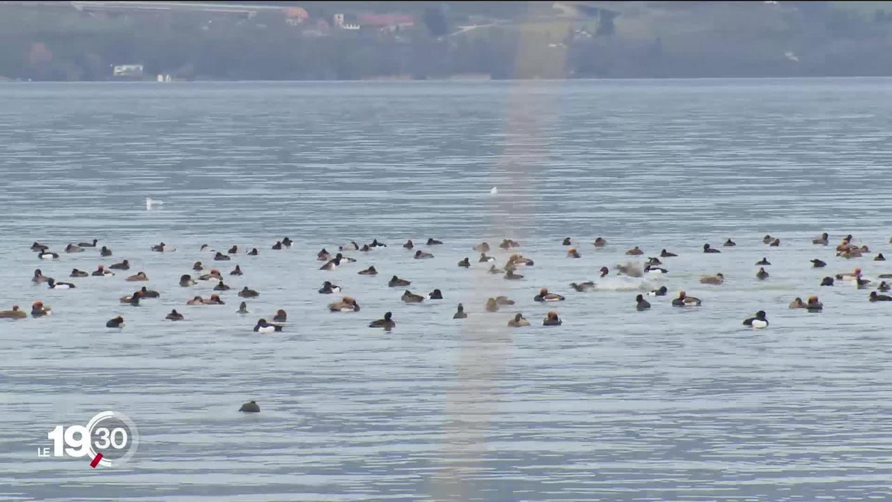 Les lacs de Neuchâtel et de Morat hébergent un nombre record d'oiseaux d'eau cet hiver