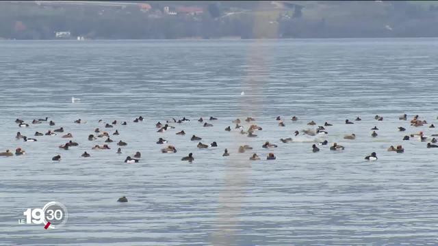 Les lacs de Neuchâtel et de Morat hébergent un nombre record d'oiseaux d'eau cet hiver