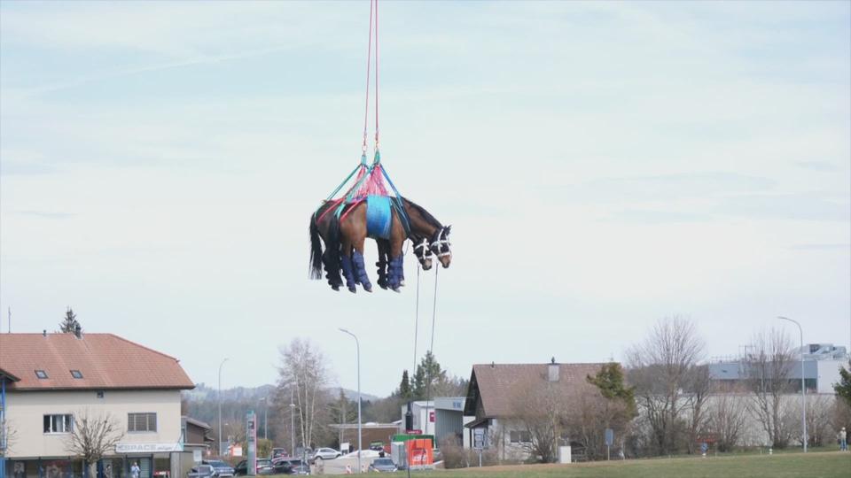 L'armée offre un baptême de l'air à douze chevaux