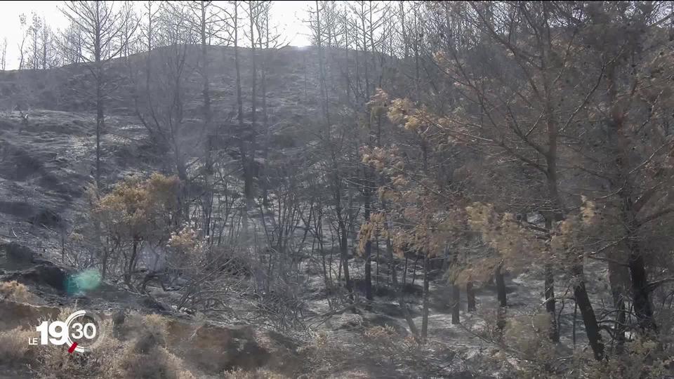 Après les incendies, l'île de Rhode panse ses plaies