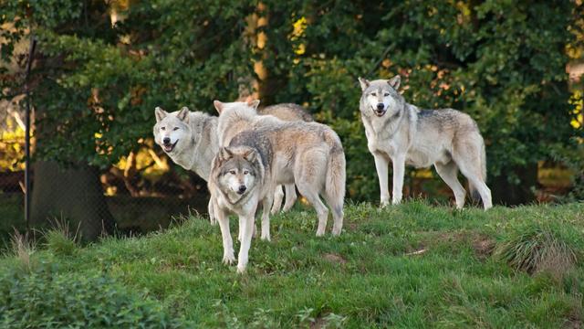 Meute de loups [Depositphotos - Meoita]