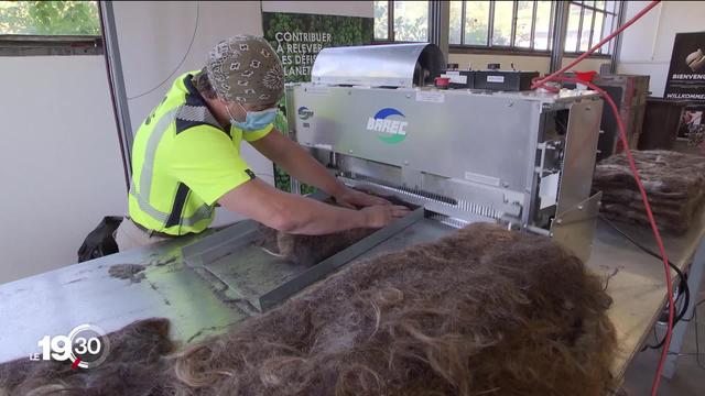 L'entreprise Récup'hair recycle les cheveux coupés pour en faire des buvards absorbants