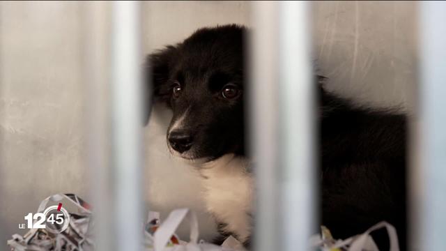 En 2020, 30’000 chiots ont été importés en Suisse. Une enquête révèle la falsification des informations livrées sur ces animaux.