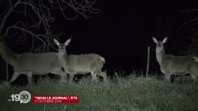 Après un siècle d'absence, le loup est de retour dans le Jura et les agriculteurs sont inquiets.