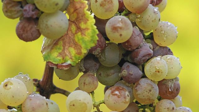 Culture de la vigne : comment limiter les pesticides ?