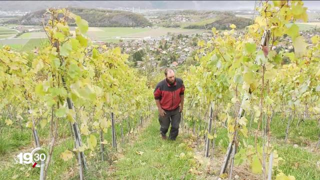 Les vignerons du Valais, du Chablais et du Lavaux ont vécu une année difficile. La Fédération suisse des vignerons tente de débloquer des aides financières