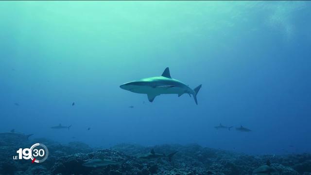 Un réalisateur romand au secours des requins. "Même en Suisse nous pouvons agir" dit-il