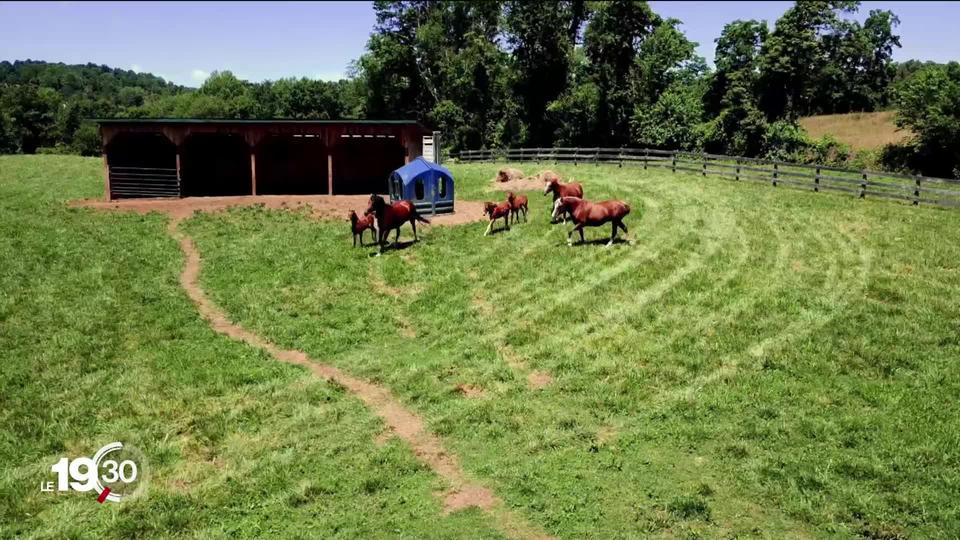 Le cheval des Franches-Montagnes conquiert la Virginie