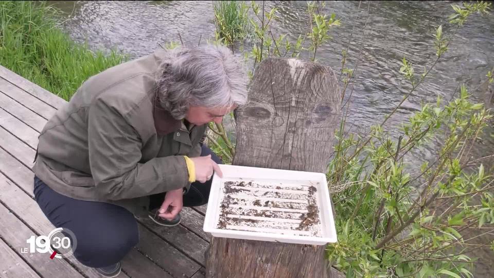 Les eaux de Suisse sont polluées aux pesticides, mais c'est le mélange avec d'autres produits qui inquiète.