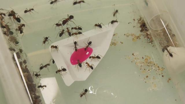 Les fourmis ont de nombreuses et fascinantes méthodes pour communiquer efficacement. Parmi elles, un mystérieux bouche-à-bouche
