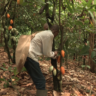 La récolte du cacao. [DR - Togo-Images Fanny Bouteiller]
