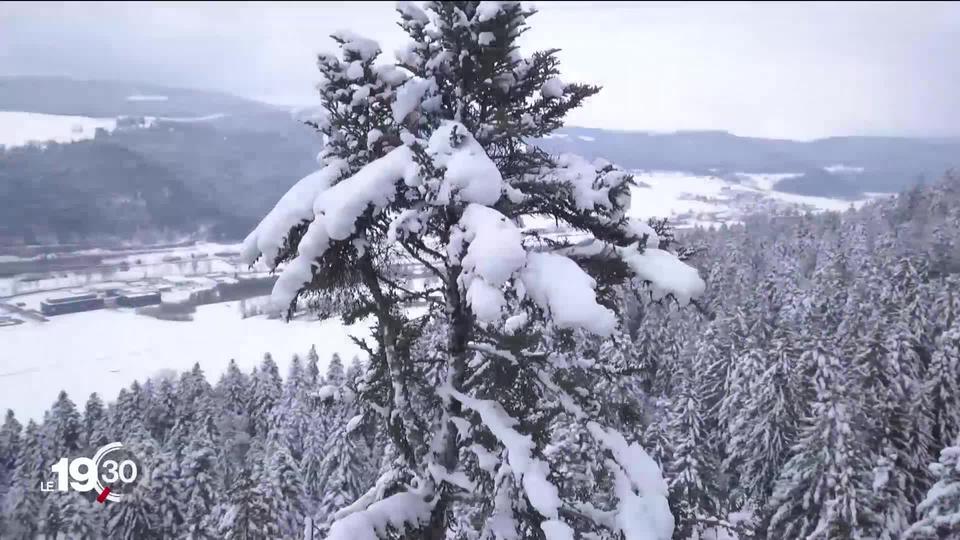 Un sapin neuchâtelois élu arbre le plus grand de Suisse