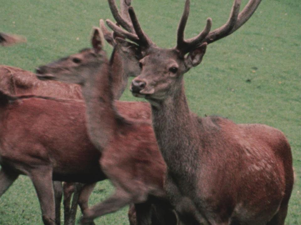 Le parc national des Grisons