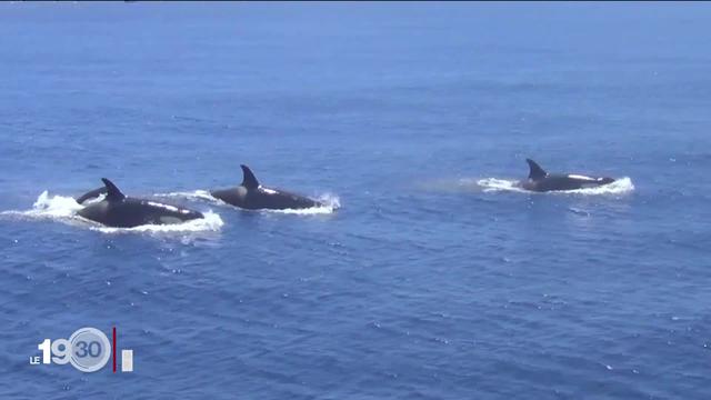 Les orques du Détroit de Gibraltar s'en prennent aux bateaux des plaisanciers et des pêcheurs