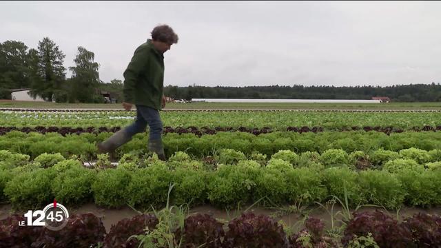 Les pluies diluviennes de ces dernières semaines ont des effets dévastateurs pour l'agriculture et pour les maraîchers