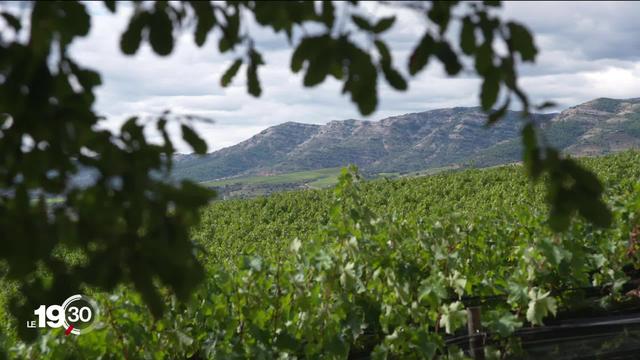 La production de vin espagnol est grandement impactée par le réchauffement climatique. Explication.