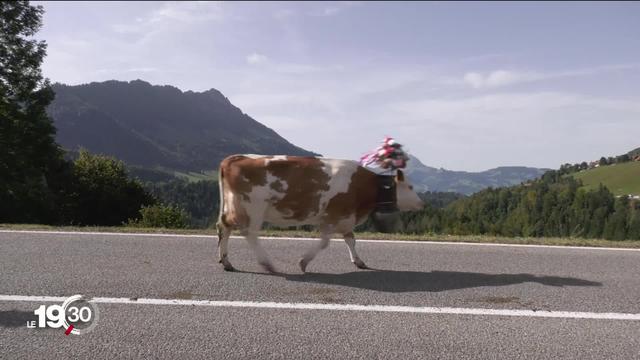 Dans le canton de Fribourg, la traditionnelle désalpe a de nouveau été chahutée par la crise sanitaire.