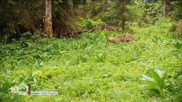 Les surveillants de la faune n'ont pas encore pu réaliser les tirs de régulation du loup autorisés fin août au Marchairuz (VD)