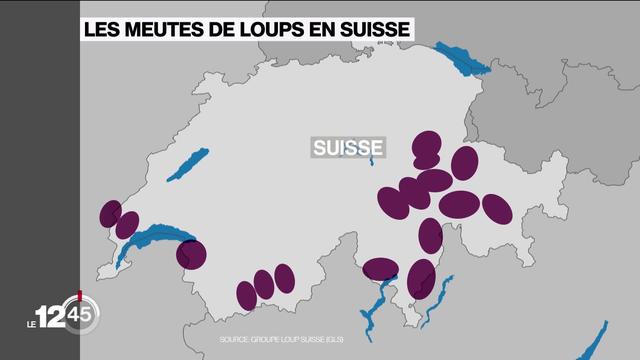 Avec une probable multiplication du nombre de meutes, la présence du loup en Suisse fait à nouveau débat