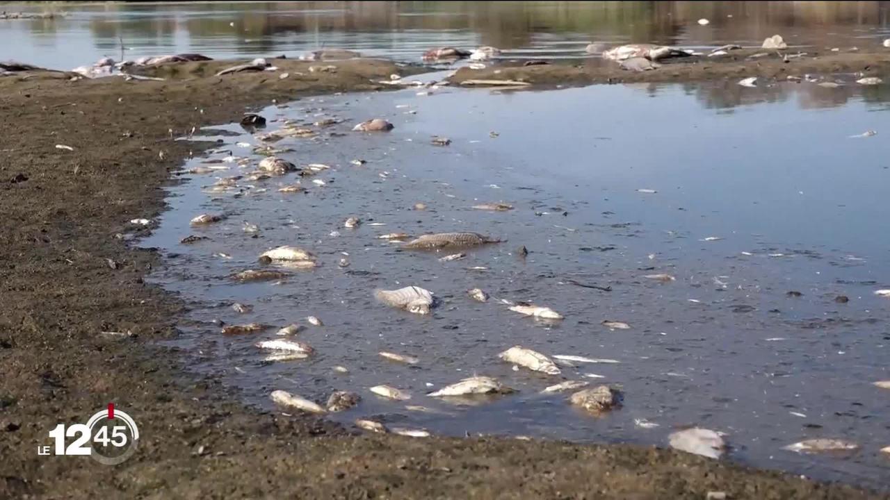 En Pologne et en Allemagne, une mystérieuse pollution chimique provoque la mort de milliers de poissons dans le fleuve Oder