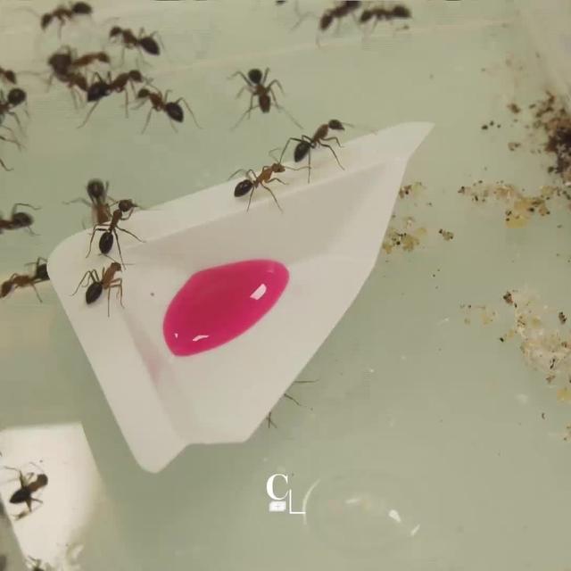 Les fourmis utilisent un mystérieux bouche-à-bouche pour communiquer efficacement entre elles [RTS]