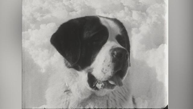 Les saint-bernard, ces éternels sauveurs