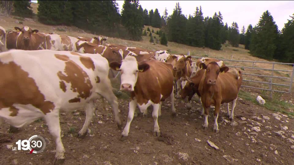 Face à des pâturages brûlés et une eau devenue insuffisante, les agriculteurs sont contraints d’entamer une désalpe précoce