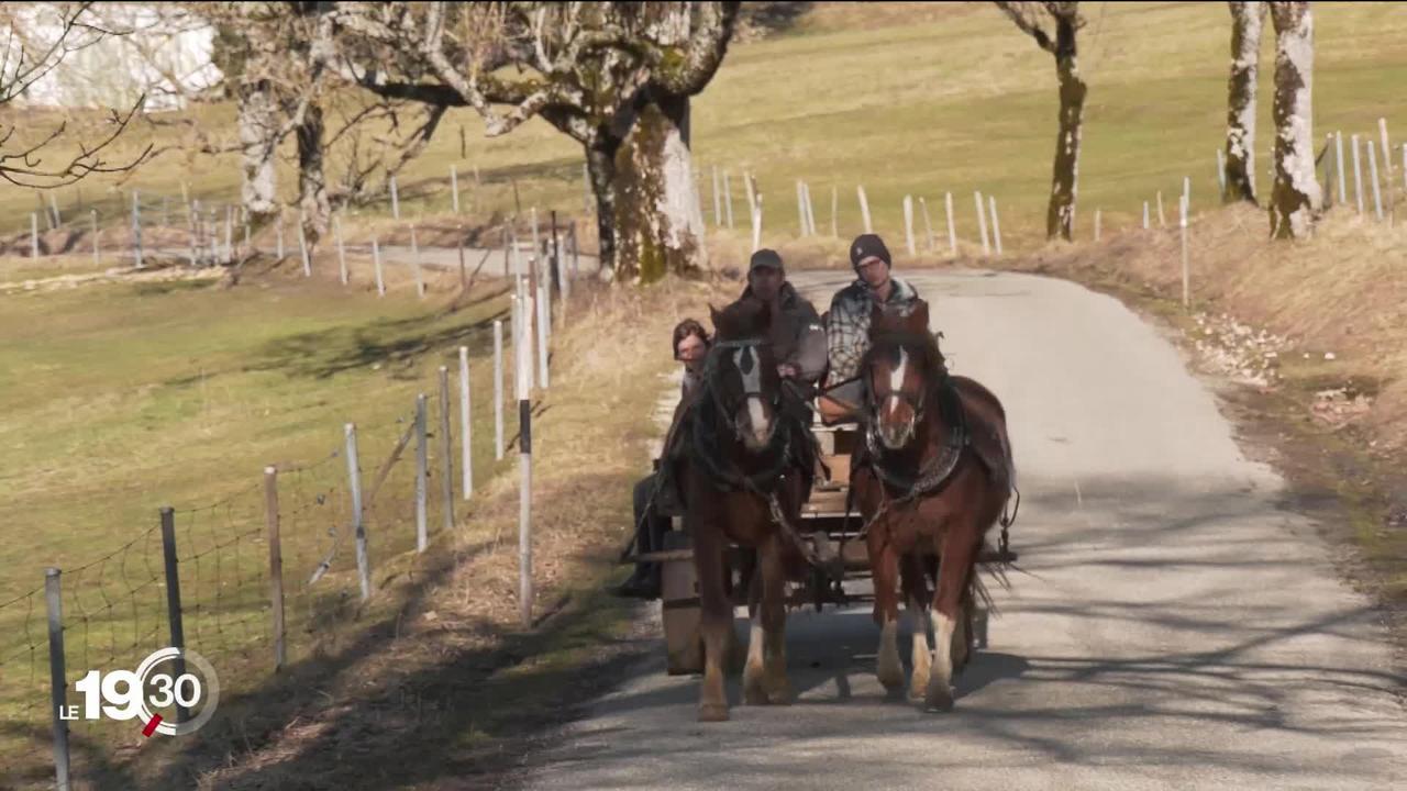 Le cheval de la race des Franches-Montagnes en danger pour des raisons économiques