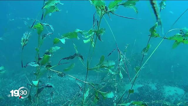 La chaleur profite aux algues. A Genève, un projet-pilote permet de les composter directement dans le lac Léman.