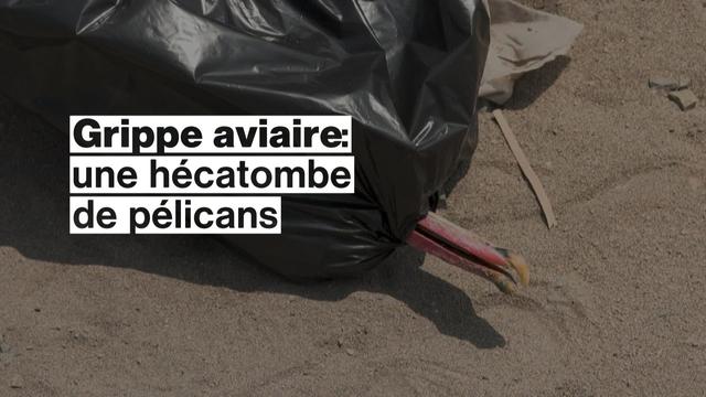 Au Pérou, la grippe aviaire décime des milliers d'oiseaux