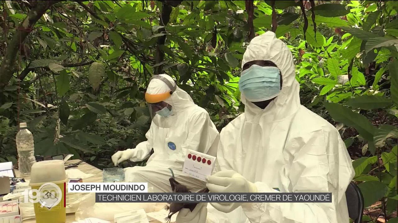 Zoonoses: chasse aux virus au Cameroun