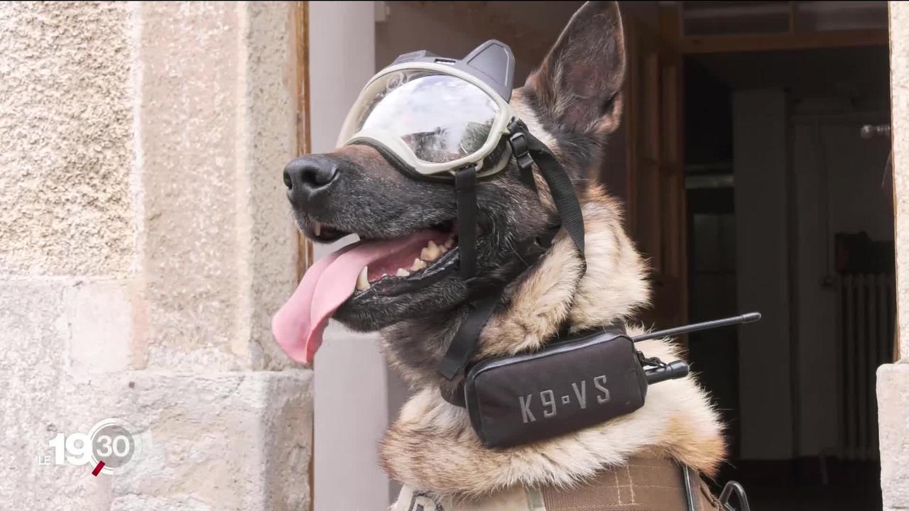 Le chien de la gendarmerie vaudoise est sans doute le plus connecté de Suisse