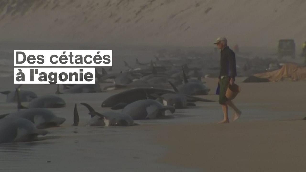 Quelque 230 cétacés sont échoués sur une plage en Australie