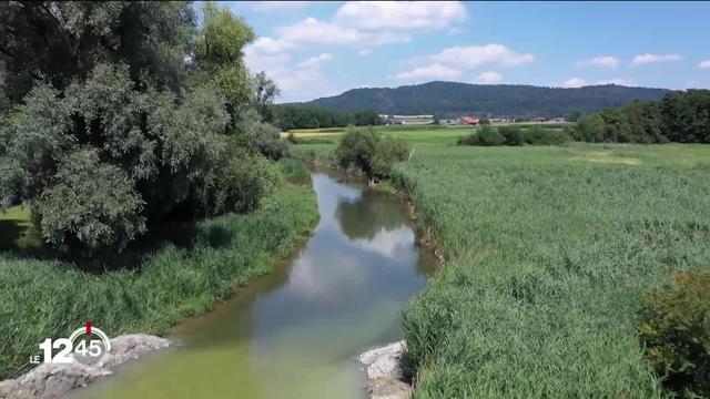 Canicule: les poissons souffrent du chaud mais aussi des niveaux exceptionnellement bas des cours d’eau.