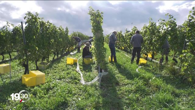 Les vendanges sont précoces cette année, mais s’annoncent remarquables après un printemps chaud et sec