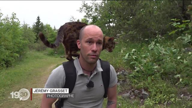 Ce n'est pas que pour les chiens! Les chats aussi accompagnent leurs maîtres partout en balade, à la montagne ou à la mer.