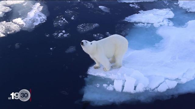 Voir les glaciers et la faune sauvage avant qu'il ne soit trop tard