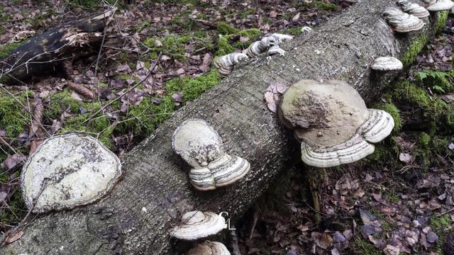 Les champignons incarnent le graal du virage écologique de l'avenir