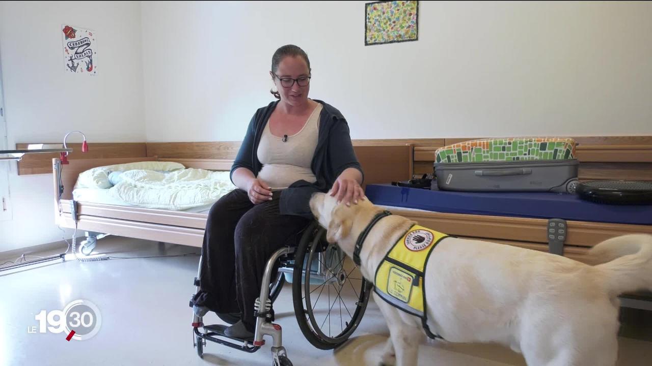 Essentiel pour les personnes en situation de handicap, l’obtention d’un chien d’assistance dure souvent des années.
