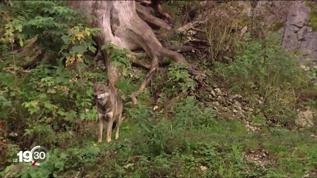 Le loup pourra désormais être abattu avant même qu’il ne cause des dommages