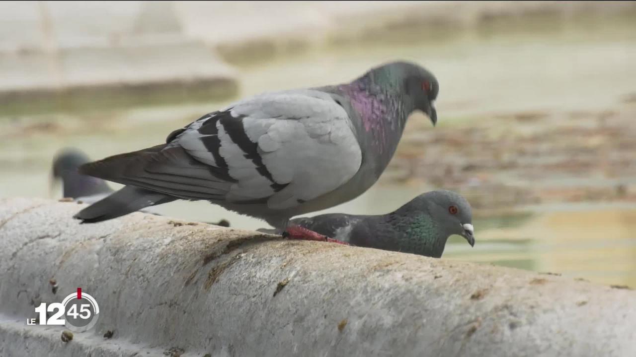 Delémont répertorie ses pigeons à l'aide d'un drone. Objectif: détecter les endroits où ils se nichent et informer la population