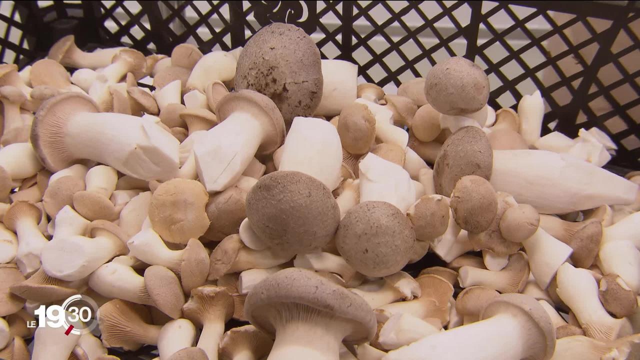 À Neuchâtel, un couple a tout plaqué pour cultiver des variétés exotiques de champignons très prisées par les restaurants