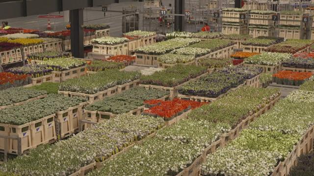 Fleurs mondialisées, aux senteurs de pesticides