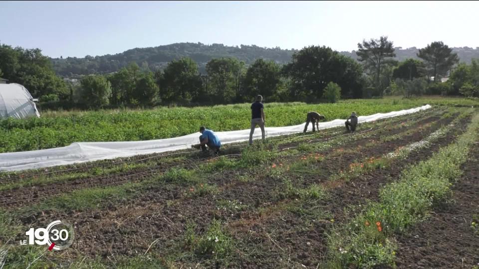 Révolutions durables: En France, la ville de Mouans-Sartoux promeut la souveraineté alimentaire au travers de potagers urbains