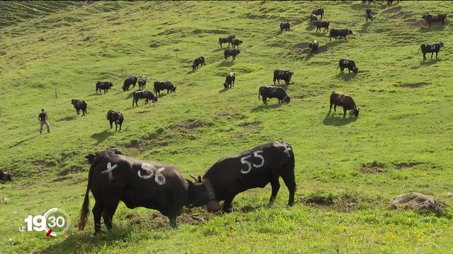 Les combats de reines sont dans le viseur des antispécistes. Une association demande leur interdiction