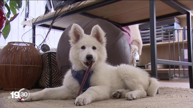 Avec la fin du télétravail, les animaux domestiques accompagnent leur maître au travail