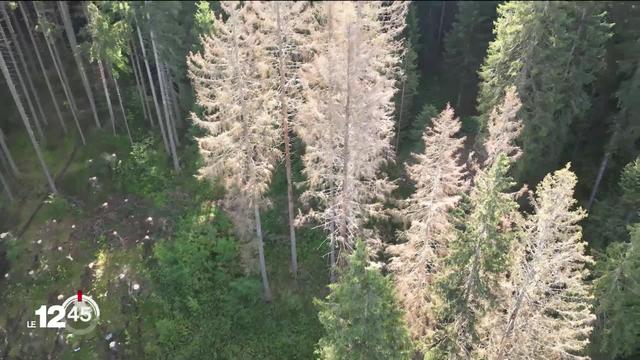 Après la sécheresse de l'été, de nombreux arbres sont attaqués par le bostryche dans les forêts fribourgeoises