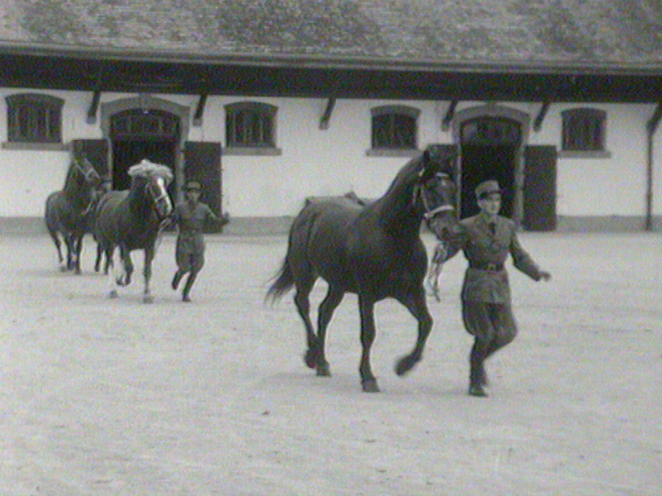 Visite au haras fédéral d'Avenches. [RTS]