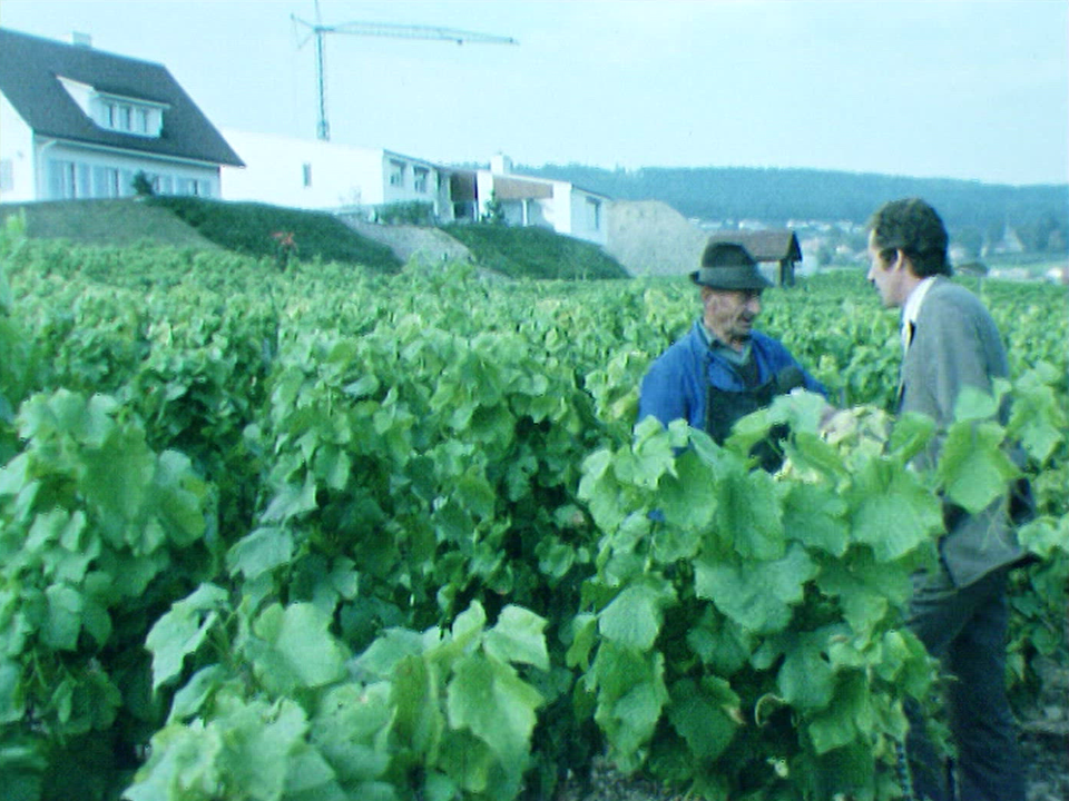 Le vignoble d'Auvernier [RTS]