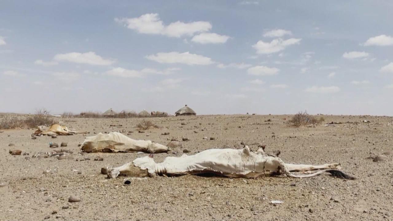 Treize millions de personnes menacées de famine dans la Corne de l'Afrique en raison de la sécheresse